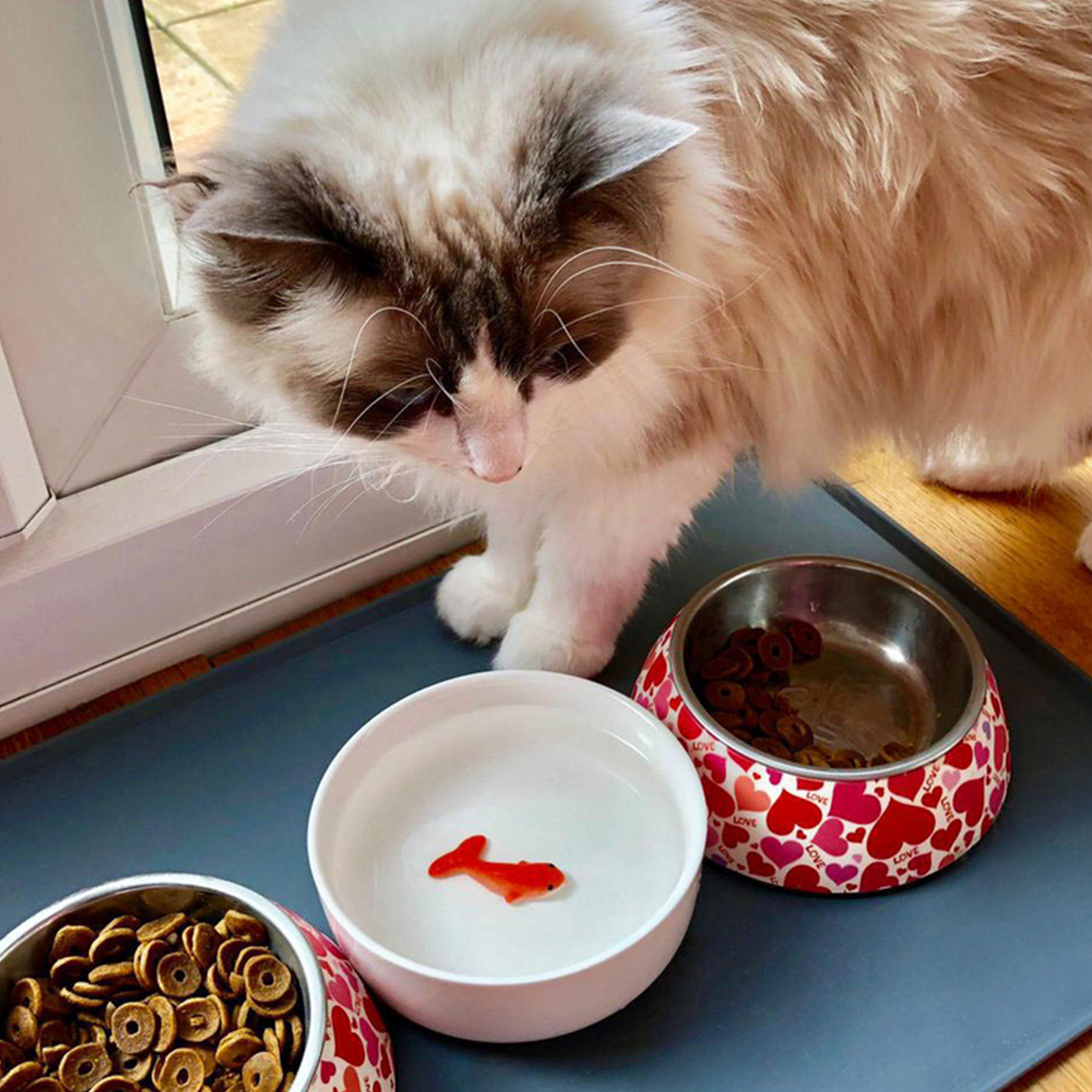 Suck UK Keramik-Katzennäpfe | Katzennapf für Wasser mit 3D-Fisch | Futter- und Bewässerungszubehör für Katzen