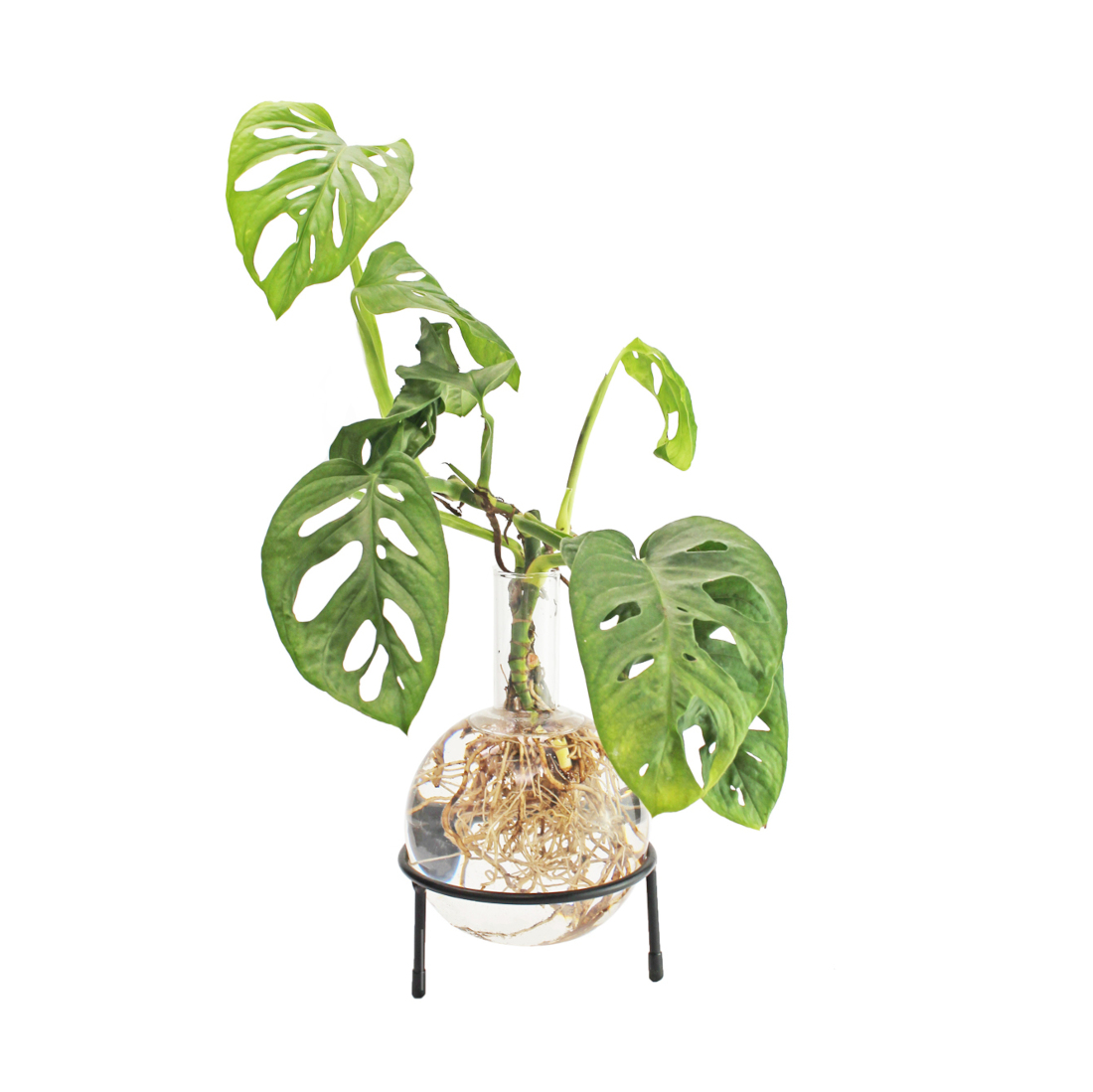 Hydrovase in Kolbenform mit Ständer